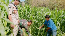 Sinergi Pemerintah Desa dan Babinsa Dukung Pengairan Pertanian di Desa Pelalangan